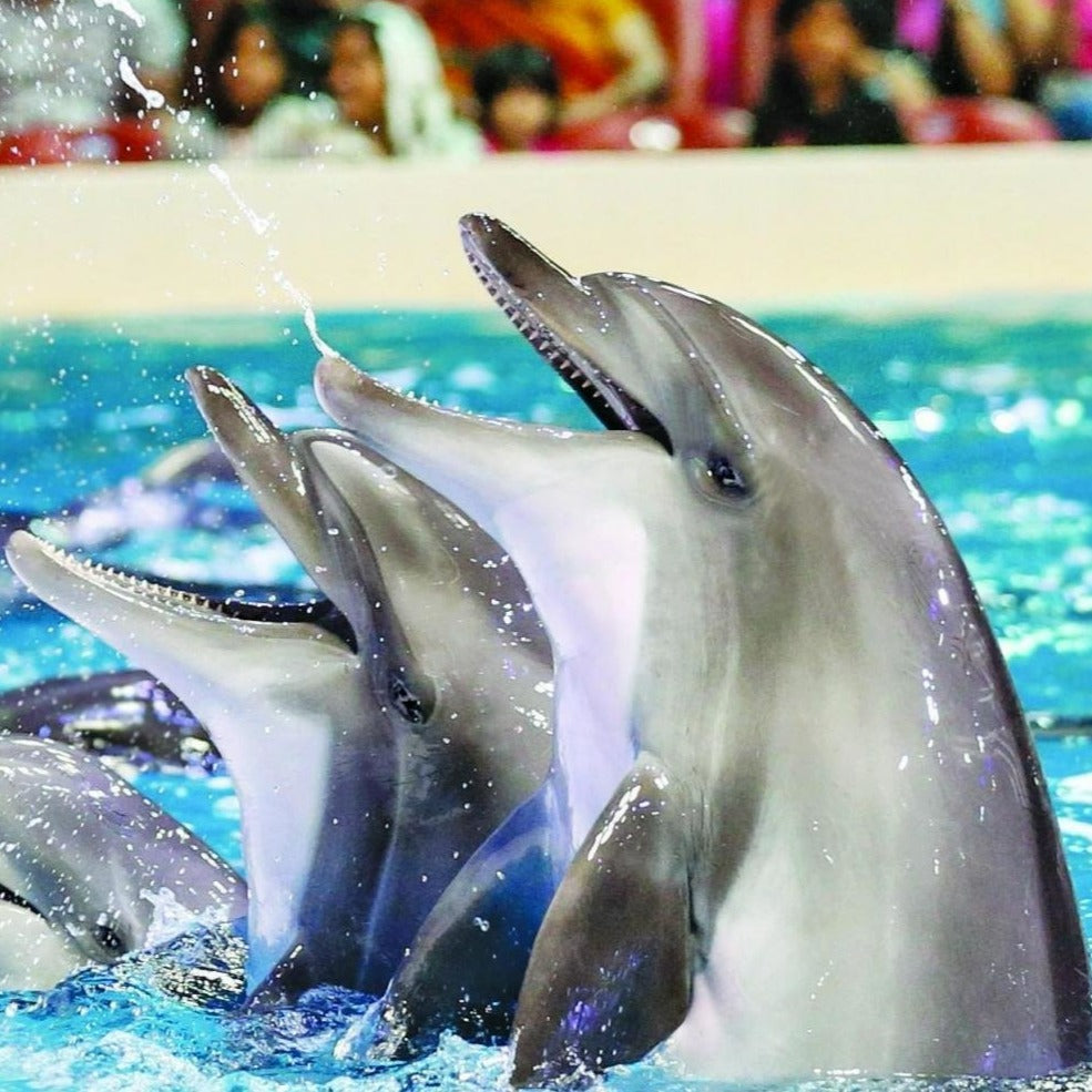 Dubai Dolphin Show